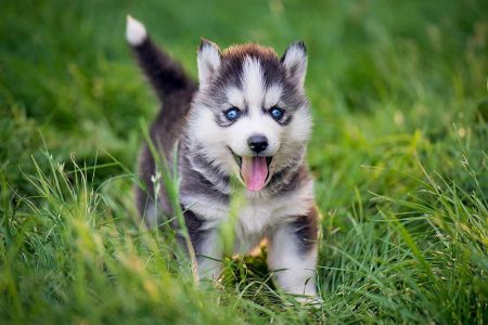 Pet Dogs for Sale in Bangalore – Find Your Ideal Pet