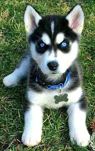 Pet Dogs for Sale in Bangalore – Find Your Ideal Pet