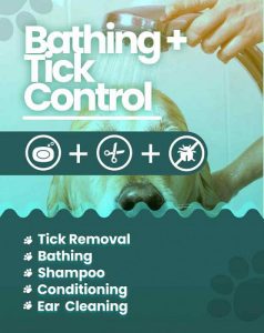 Pet grooming service at home Hyderabad