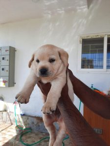 Pet quality labrador retriever male puppy