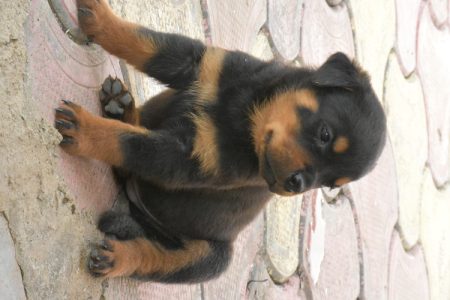 Pet quality Rottweiler puppies available without KCI