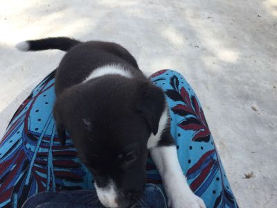 Pit bull mix puppies