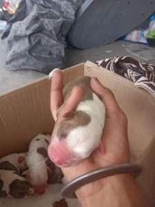 pitbull bully