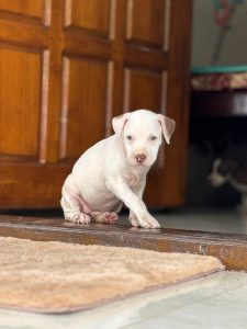 Pitbull puppies for sale