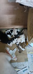 Pitbull puppy for sale