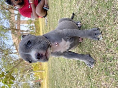 Pittbull Puppies