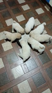 Pobararian puppies