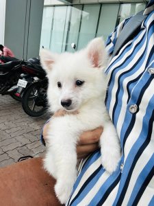 Pomeranian  breed 1 and half month old for sale