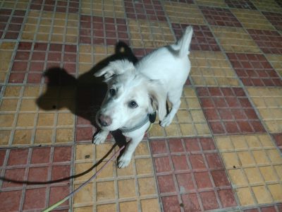 Pomeranian cross breed white colour