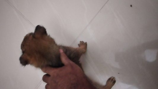 Pomeranian dog Male 1 month old
