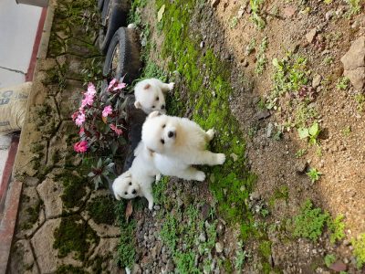 POMERANIAN DOG PUPPIES