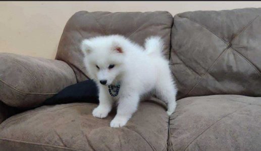 Pomeranian female puppy