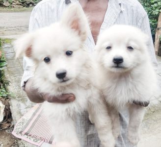 Pomeranian female puppy