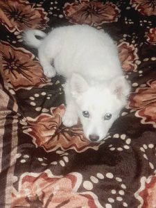 Pomeranian male for sale
