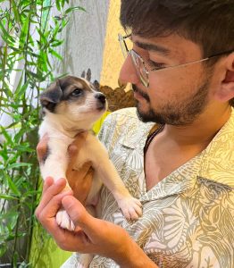 pomeranian ( Puffy )