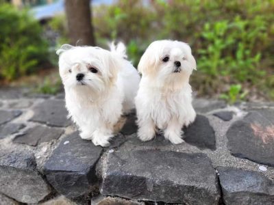 Pomeranian puppies in Bangalore