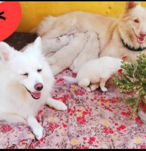 Pomeranian puppies for sale