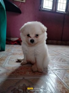 Pomeranian puppies