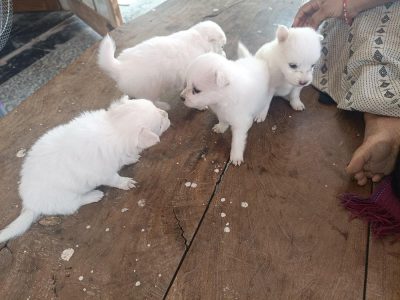 Pomeranian puppies
