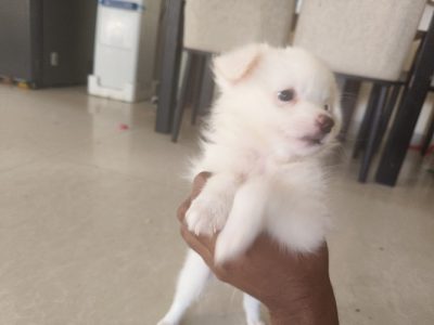 Pomeranian puppies for sale