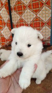 3 Pomeranian Puppies