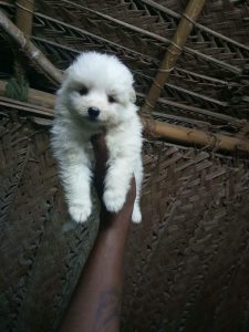 POMERANIAN PUPPIES SALES AVAILABLE IN CHENNAI
