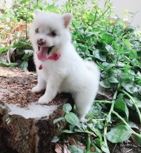 Pomeranian puppies for sale , sulthan bathery , wayanad 