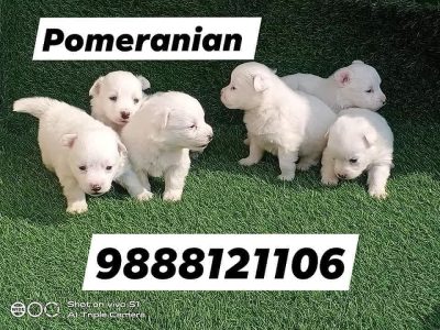 Pomeranian puppy buy near me call 9888121106