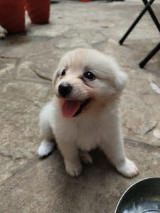 Pomeranian Puppy
