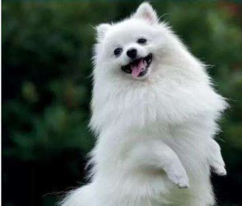 Pomeranian Puppy