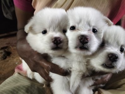 3 Pomeranian puppy