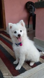 Pomerian dog, 5 months old for sale
