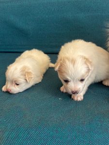 2 pomerian female puppy