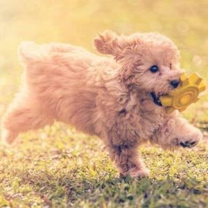 Poodle Cute Puppy.....8800539300