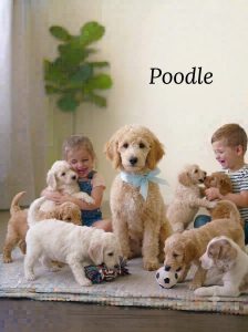 Poodle Cute Puppy and Little Dog 8800539300