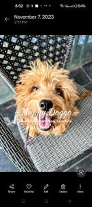 Poodle 6 mouth old puppy