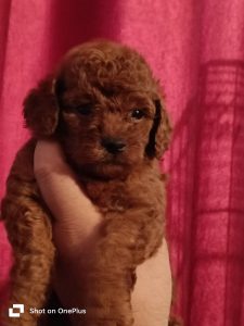 Poodle pup male