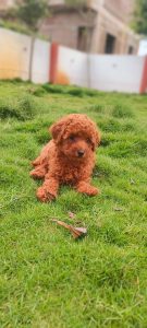 Poodle Puppies availabe