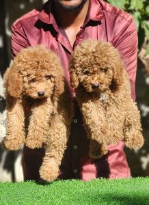 Poodle puppies