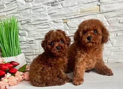 Poodle Puppy 8800539300