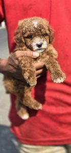 Poodle puppy available