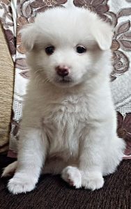 Poomerian male puppy