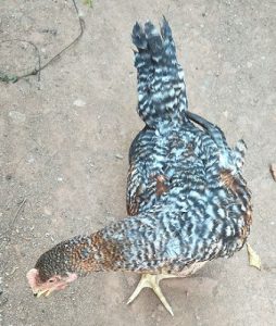 poovan kozhi .3.5 months old,contact.9946103542