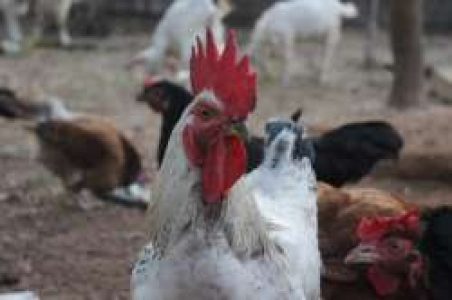 Poovan Kozhi -- rooster