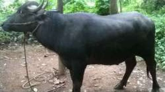 Pothu 3 nos vilpanakku