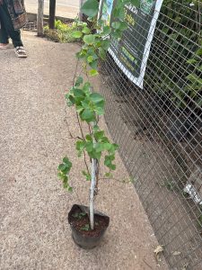 Potted Green Plant Sapling in Black Nursery Bag