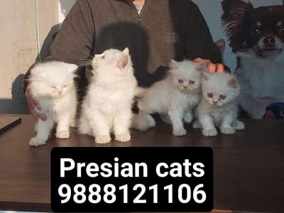 Presian cats Available in jalandhar call 9888121106