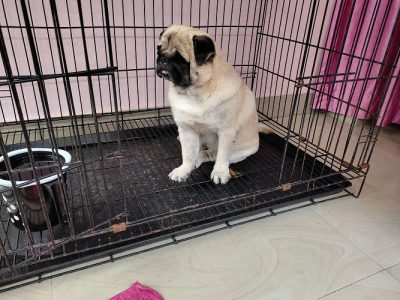 pug for sale