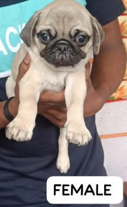Pug