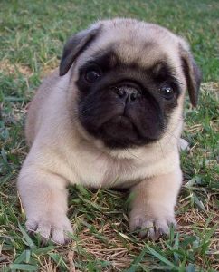 Pug